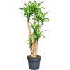 Dracaena fragrans ‘Massangeana’ – Drakenboom