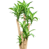 Dracaena fragrans ‘Massangeana’ – Drakenboom