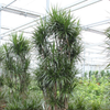 Dracaena marginata | 370 cm