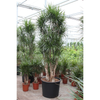 Dracaena marginata | 370 cm