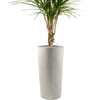 Dracaena marginata | 179 cm