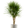 Dracaena marginata | 179 cm