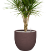 Dracaena marginata | 121 cm