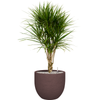 Dracaena marginata | 121 cm