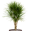 Dracaena marginata | 121 cm
