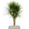 Dracaena marginata | 146 cm