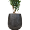 Pleomele Dracaena reflexa | 97 cm