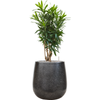Pleomele Dracaena reflexa | 97 cm