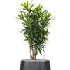 Pleomele Dracaena reflexa | 97 cm