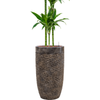 Dracaena fragrans ‘Arturo’ | 181 cm