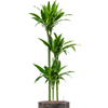 Dracaena fragrans ‘Arturo’ | 181 cm