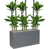 Dracaena fragrans ‘Burundii’ | 159 cm