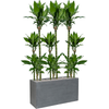 Dracaena fragrans ‘Burundii’ | 159 cm
