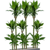 Dracaena fragrans ‘Burundii’ | 159 cm