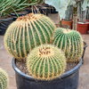 Echinocactus grusonii | 45 cm