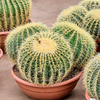 Echinocactus grusonii | 45 cm