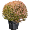Enkianthus perulatus | 115 cm