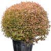 Enkianthus perulatus | 115 cm