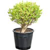 Enkianthus perulatus | 85 cm