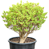Enkianthus perulatus | 85 cm