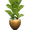 Ficus lyrata | 166 cm