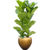 Ficus lyrata | 166 cm
