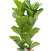 Ficus lyrata | 166 cm