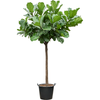 Ficus lyrata | 295 cm
