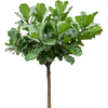 Ficus lyrata | 295 cm