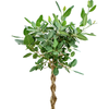 Ficus benghalensis Audrey | 155 cm