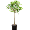 Ficus benghalensis Audrey | 205 cm
