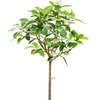 Ficus benghalensis Audrey | 205 cm