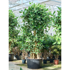 Ficus benghalensis Audrey | 285 cm