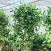 Ficus benghalensis Audrey | 285 cm