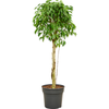 Ficus benjamina | 125 cm