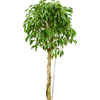 Ficus benjamina | 125 cm
