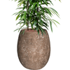 Ficus binnendijkii | 131 cm