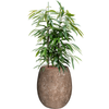 Ficus binnendijkii | 131 cm