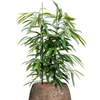 Ficus binnendijkii | 131 cm
