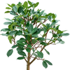Ficus cyathistipula | 100 cm