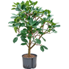 Ficus cyathistipula | 100 cm