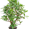 Ficus cyathistipula | 145 cm