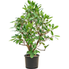 Ficus cyathistipula | 145 cm