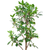 Ficus cyathistipula | 175 cm