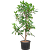 Ficus cyathistipula | 175 cm