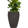 Ficus lyrata | 129 cm