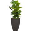 Ficus lyrata | 129 cm