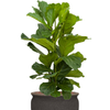 Ficus lyrata | 129 cm