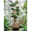Ficus microcarpa Compacta | 415 cm