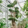 Ficus microcarpa Compacta | 415 cm
